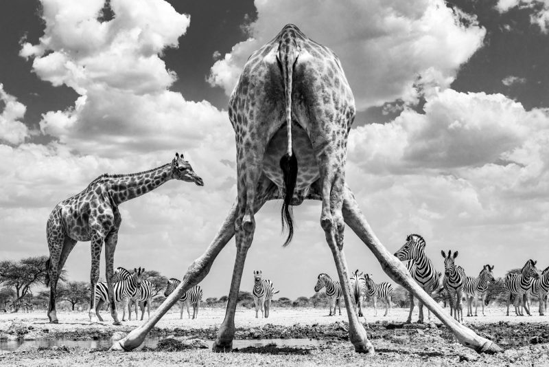 black and white giraffe and zebra Africa wildlife photograph