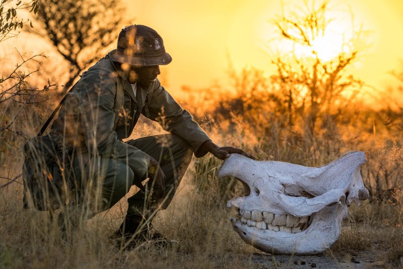Poaching threat to rhino Africa