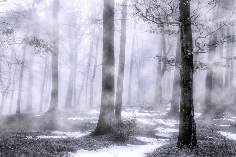 photographing woods in winter