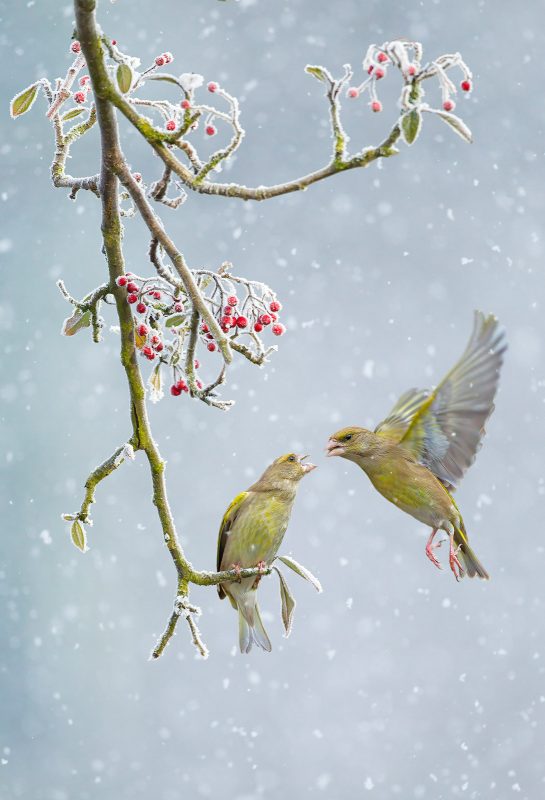 Photographing garden birds in winter
