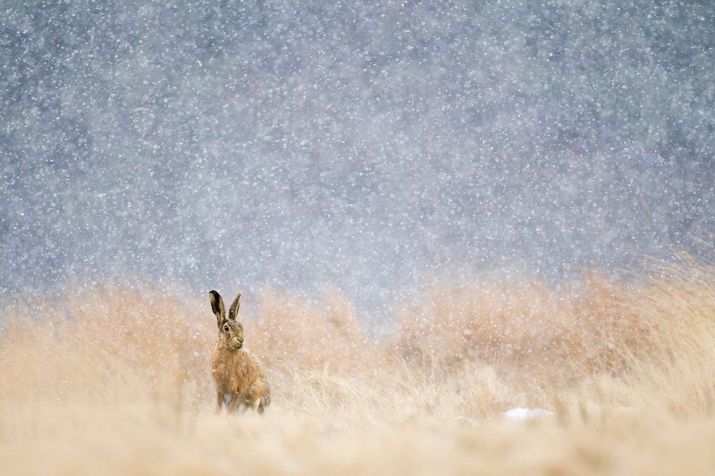 hare in the snow photography in winter