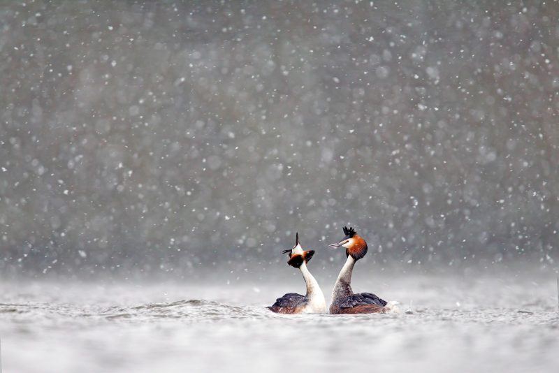 grebes in the snow winter photography ideas