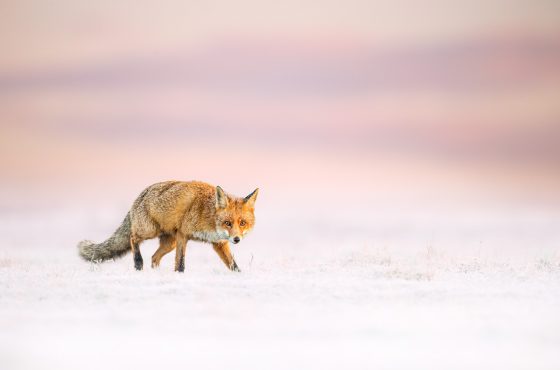 photographing a fox in the snow