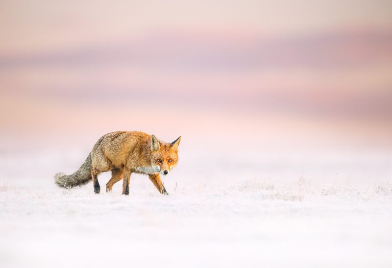 photographing a fox in the snow