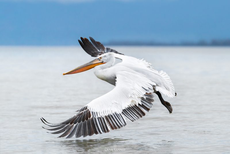 how to photograph Dalmatian pelicans