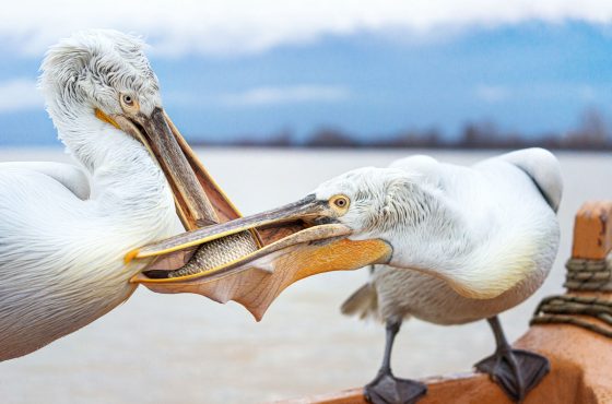 how to photograph pelicans