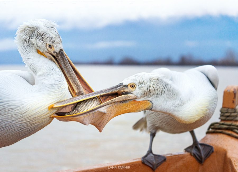 how to photograph pelicans