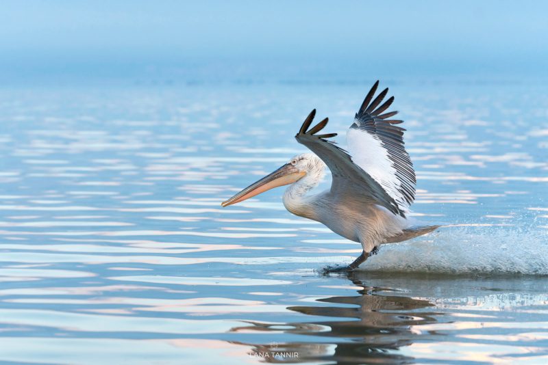 Dalmatian pelican landing on water photograph