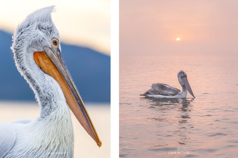 how to use light in bird photography