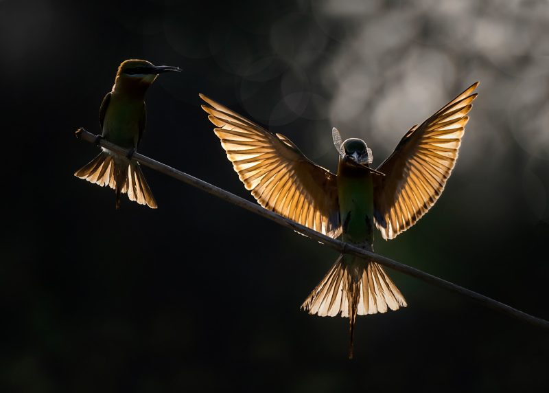 bird photography Ramesh Karmakar