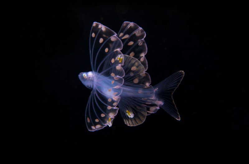 tripod fish blackwater dive photography