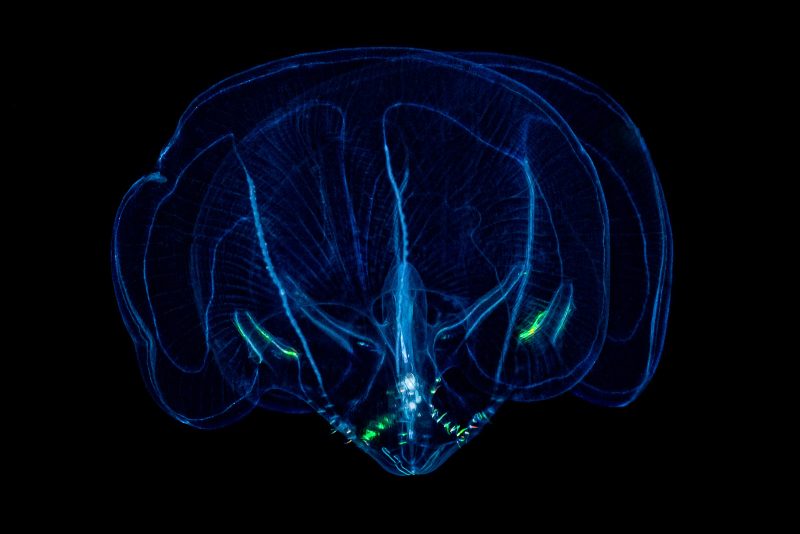 Blackwater photography jellyfish