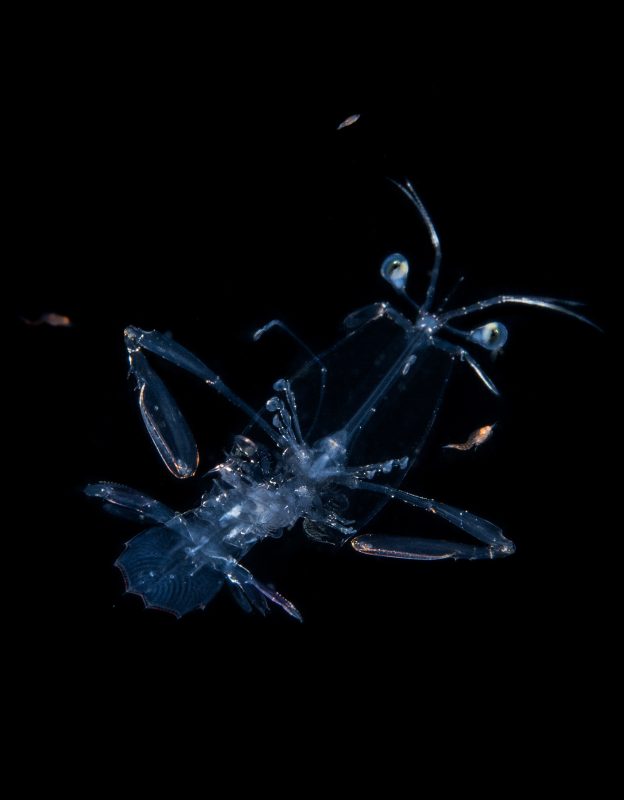 larval mantis shrimp blackwater underwater photography