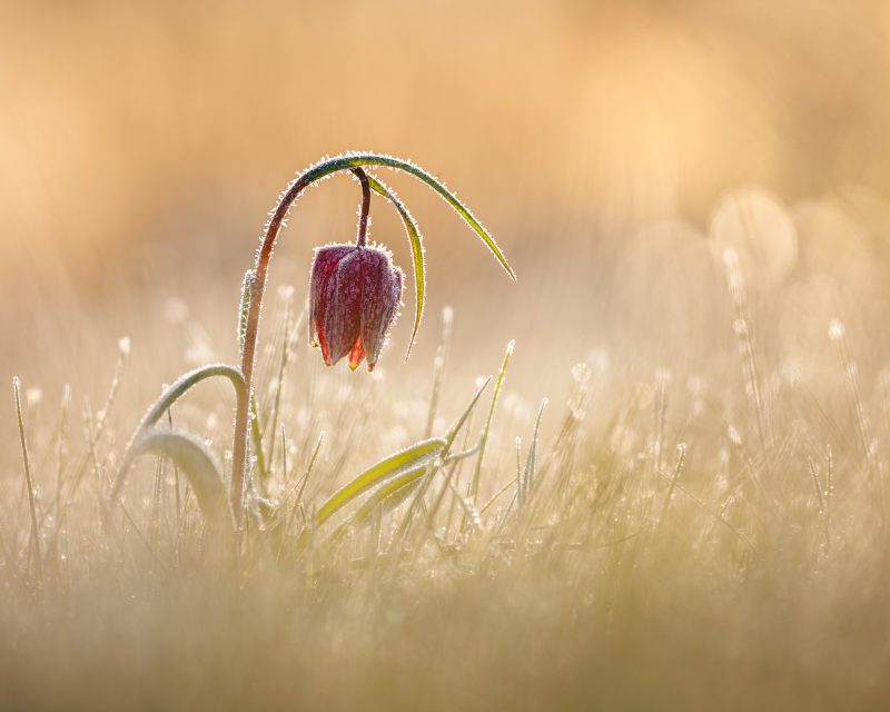 flower in dew Close Up photographer of the year