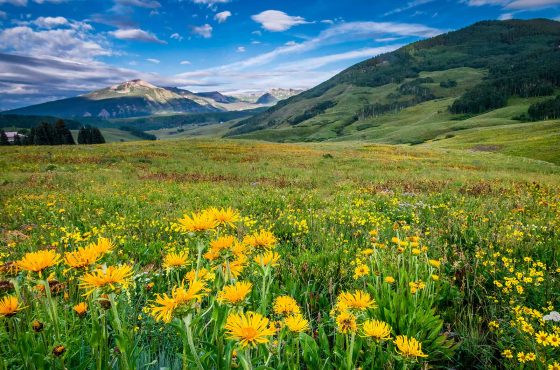 Crested Butte Colorado wildflower meadow landscape photography