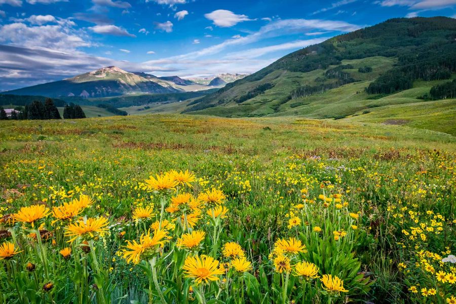 Crested Butte Colorado wildflower meadow landscape photography