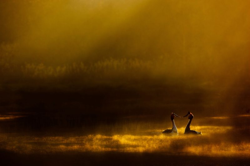 backlighting birds on water wildlife photography during golden hour