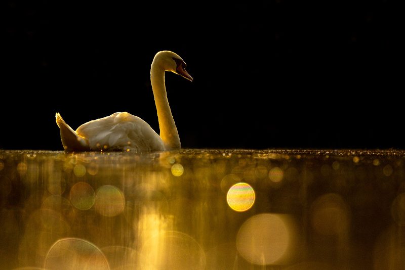 bokeh wildlife photography swan on lake