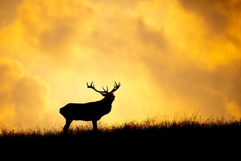 how to photograph an animal silhouette wildlife photography golden hour