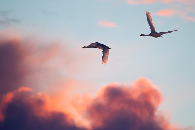 how to photograph birds in flight during golden hour