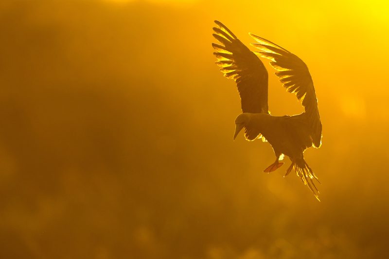 birds in flight during golden hour wildlife photography