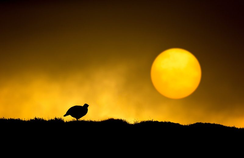 bird silhouette wildlife photography