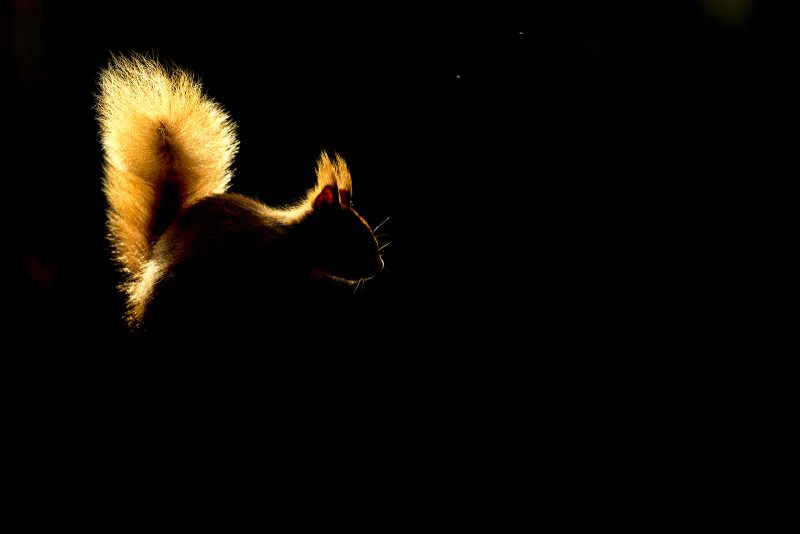 how to use backlighting in wildlife photography