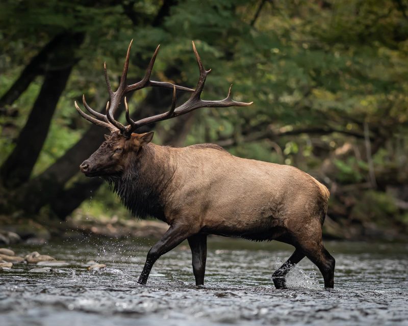 elk crossing a stream photography tips