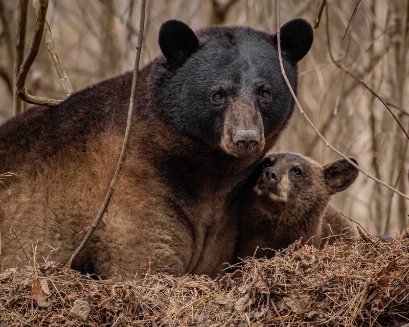 bear and cub photograph great smoky national park