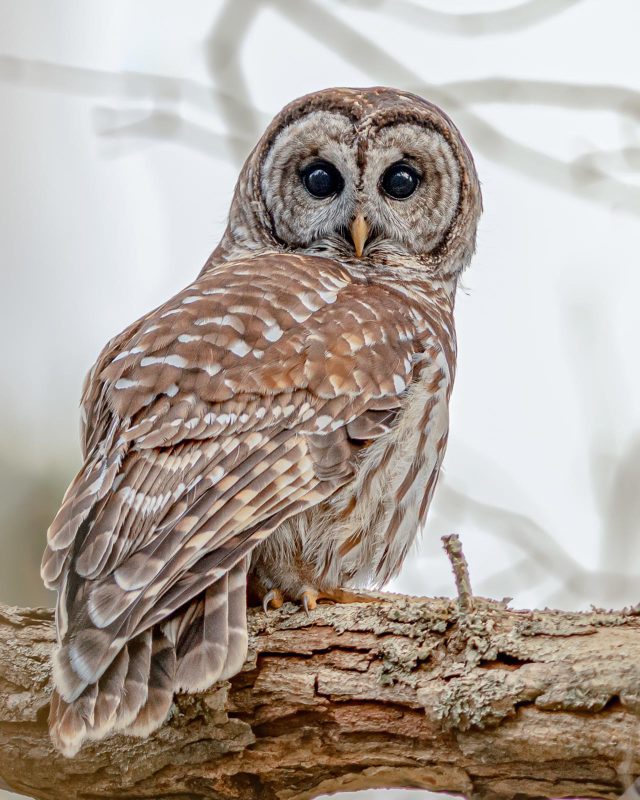 owl photograph wildlife photography great smoky national park
