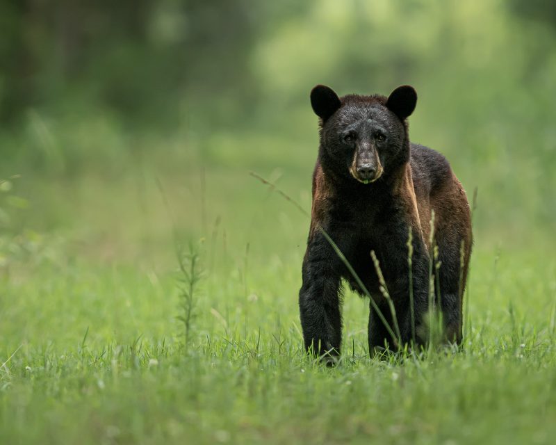 bear cub photograph