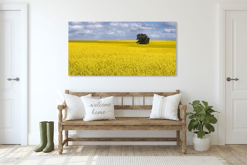 panoramic image landscape rapeseed field