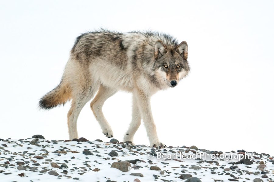 where to find and photograph wolves