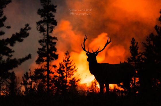 wildfire-jasper-national-park-canada-4