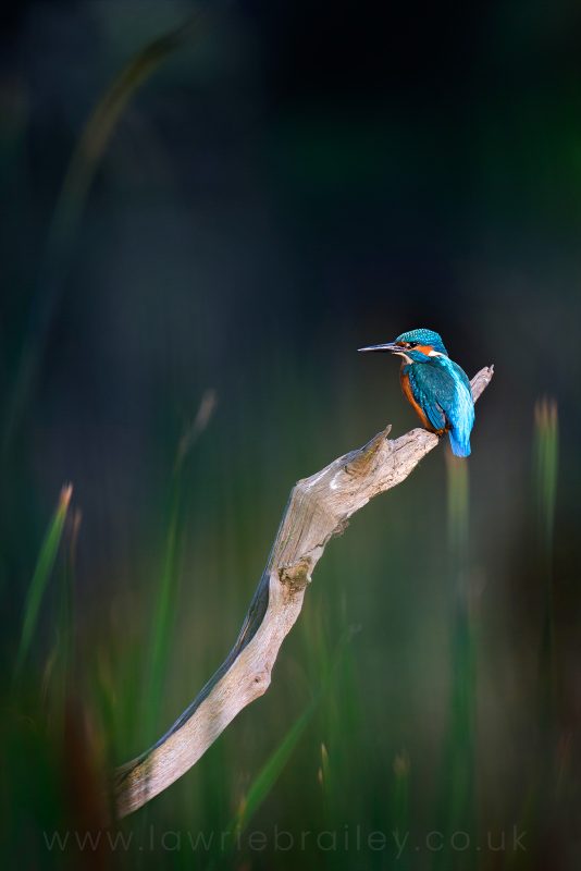 photographing a kingfisher