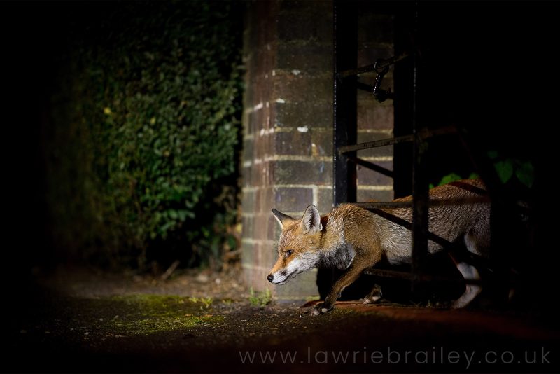 How to photograph urban fox