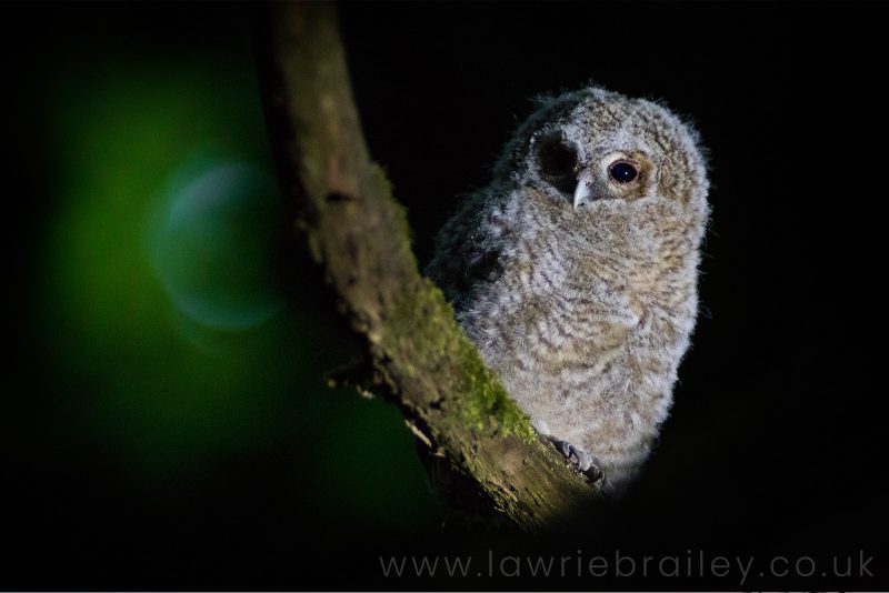 photographing owls UK