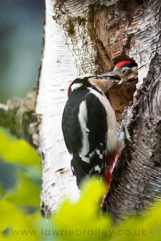 photographing a woodpecker and chicks