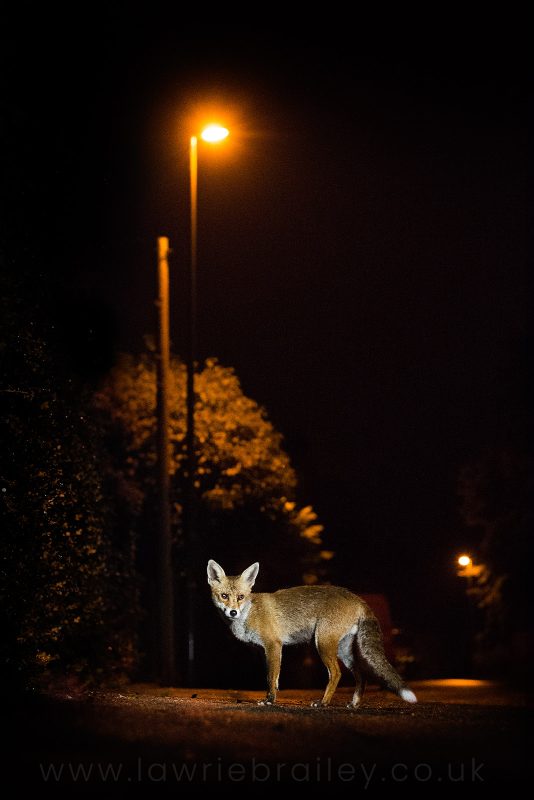 how to photograph urban fox