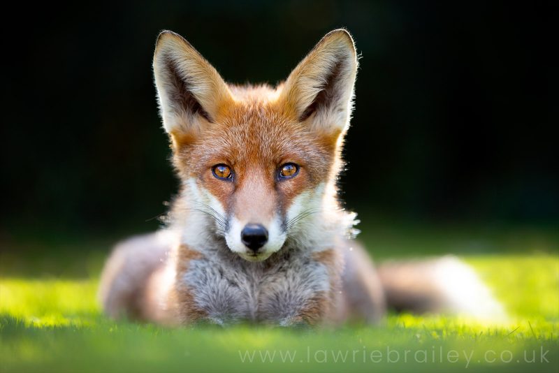 How to photograph foxes