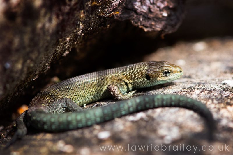 photographing reptiles in the UK