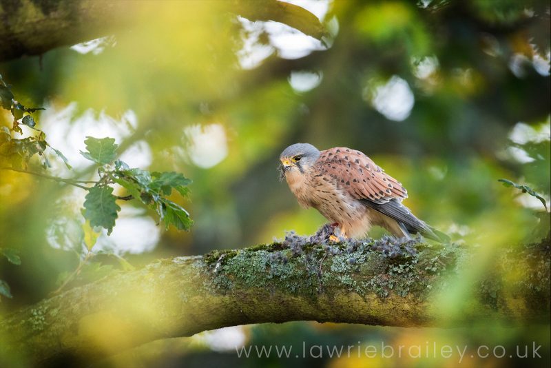 how to photograph birds of prey in the UK