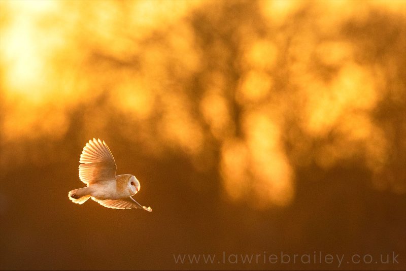 photographing owls in flight UK