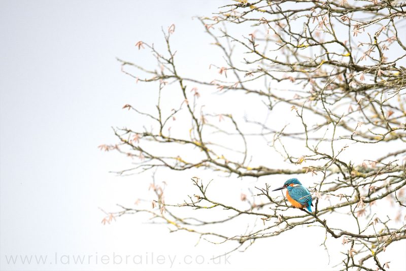 how to photograph kingfisher in UK