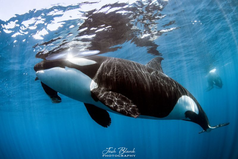 8 Tips for Freediving Underwater Photography - Nature TTL 8 Tips for Freediving Underwater Photography - Nature TTL