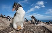 perspective in penguin photography