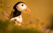 how to photograph puffins
