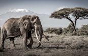 Craig super tusker elephant photograph with Mount Kilimanjaro