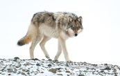 where to find and photograph wolves